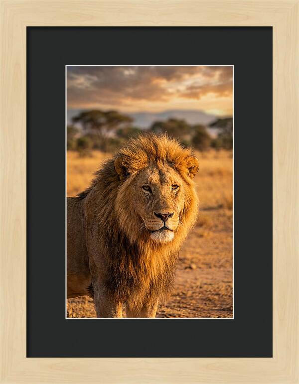 African Lion Portrait At Sunset
