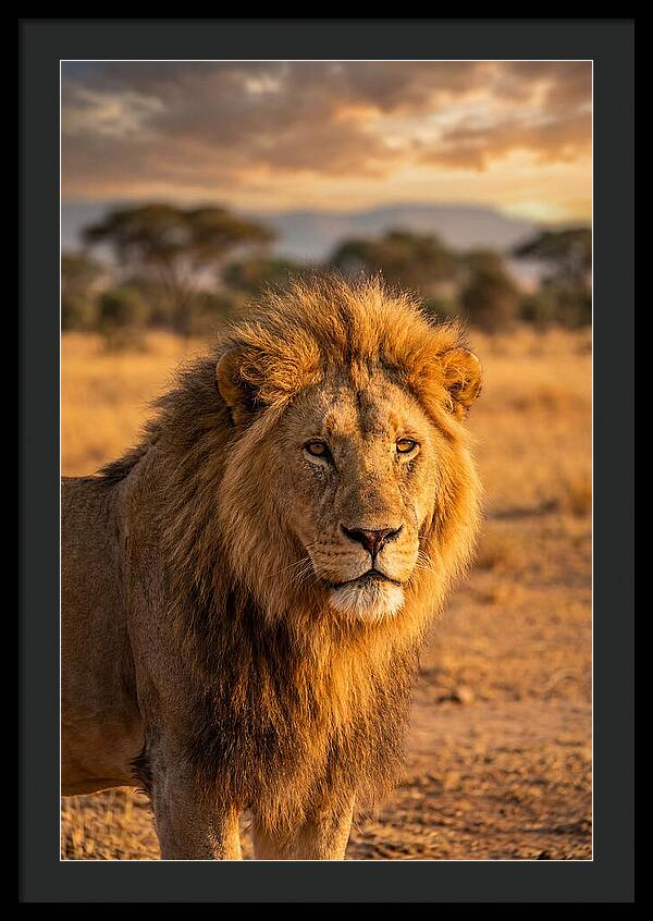 African Lion Portrait At Sunset