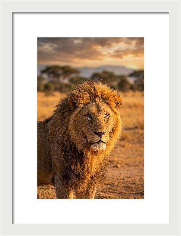 African Lion Portrait At Sunset