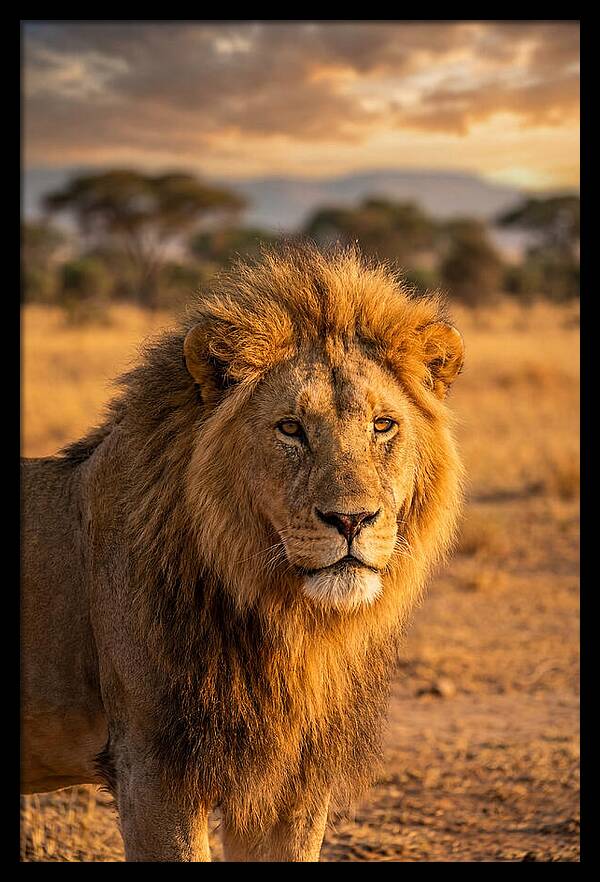 African Lion Portrait At Sunset