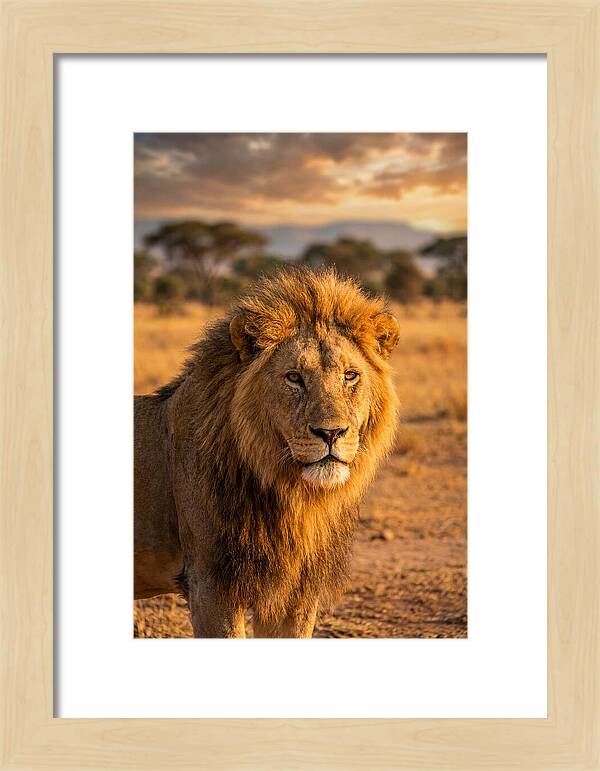 African Lion Portrait At Sunset
