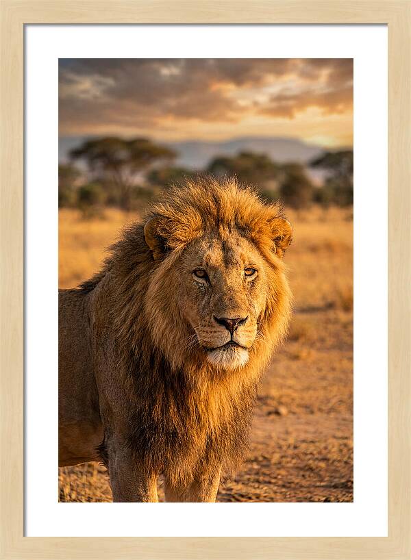 African Lion Portrait At Sunset