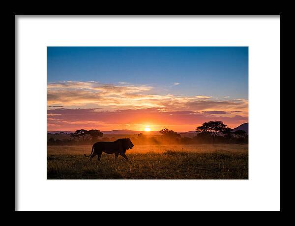 African Lion Walking Into Sunset