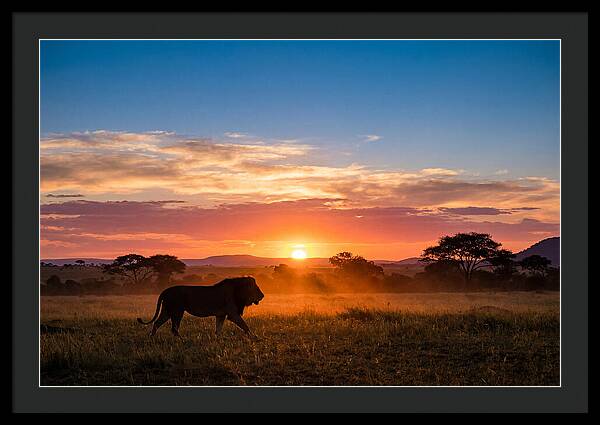 African Lion Walking Into Sunset