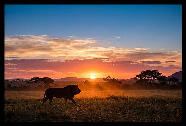 African Lion Walking Into Sunset