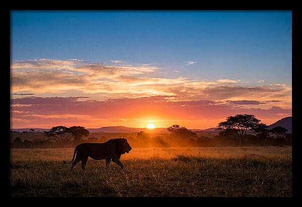 African Lion Walking Into Sunset