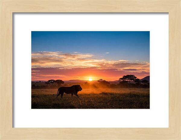 African Lion Walking Into Sunset