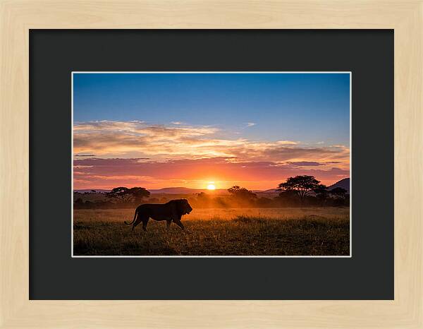 African Lion Walking Into Sunset
