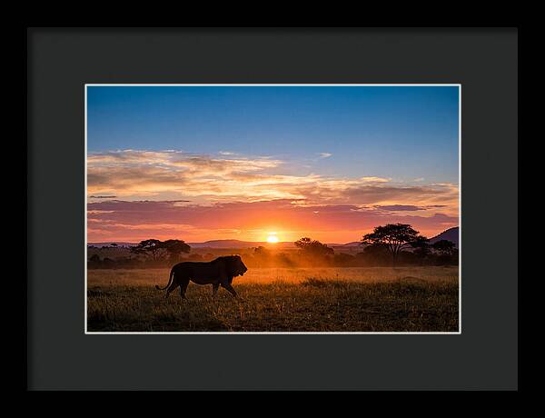 African Lion Walking Into Sunset