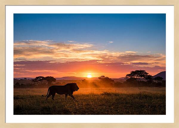 African Lion Walking Into Sunset