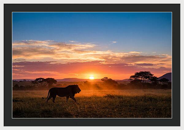 African Lion Walking Into Sunset