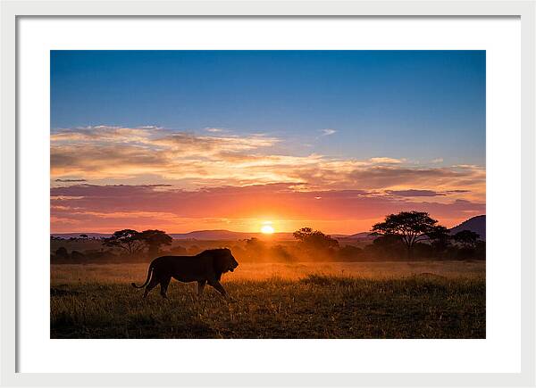 African Lion Walking Into Sunset