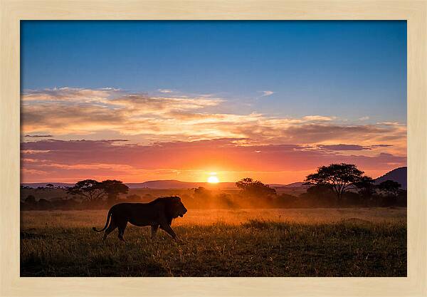 African Lion Walking Into Sunset