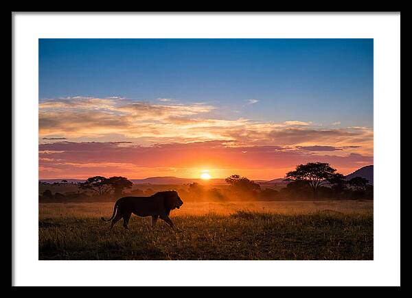 African Lion Walking Into Sunset