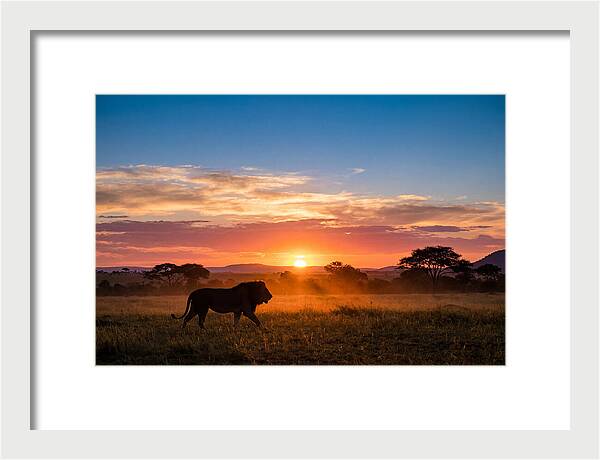 African Lion Walking Into Sunset