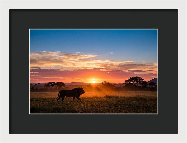 African Lion Walking Into Sunset