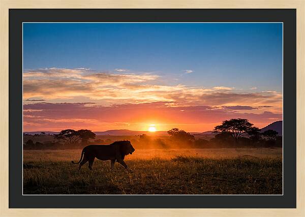 African Lion Walking Into Sunset
