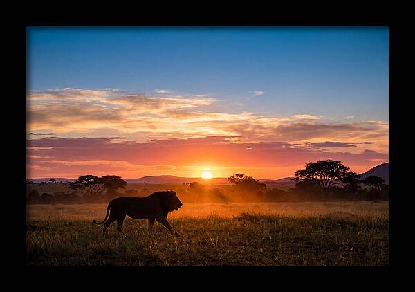 African Lion Walking Into Sunset
