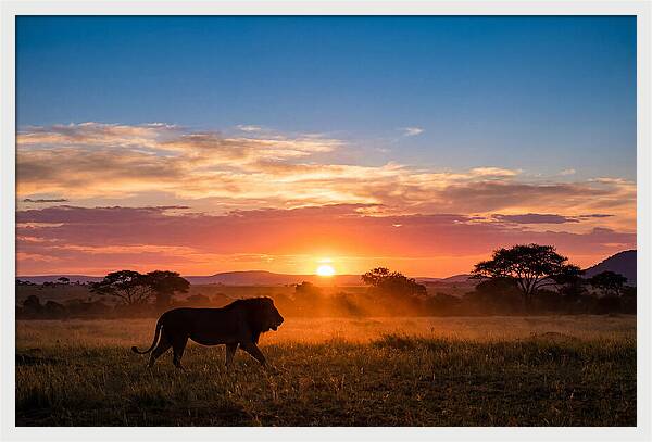 African Lion Walking Into Sunset