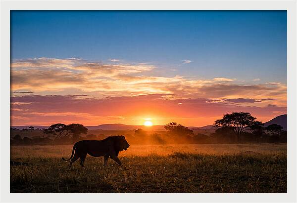 African Lion Walking Into Sunset