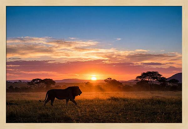 African Lion Walking Into Sunset