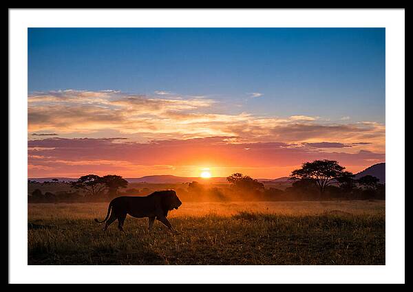 African Lion Walking Into Sunset