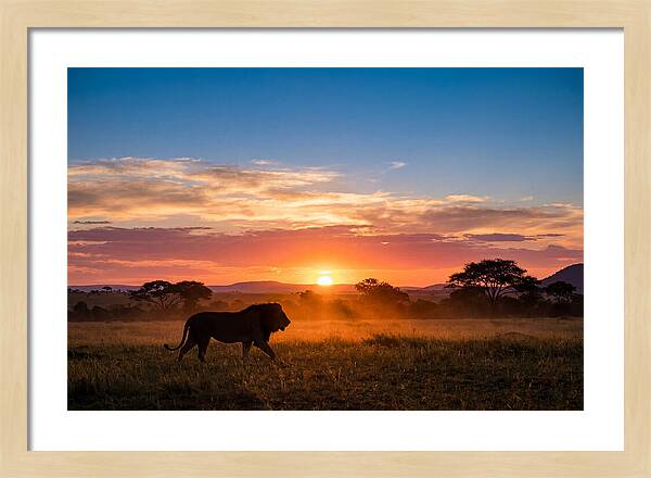African Lion Walking Into Sunset