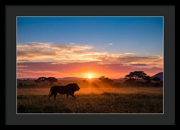 African Lion Walking Into Sunset
