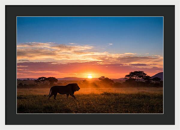 African Lion Walking Into Sunset