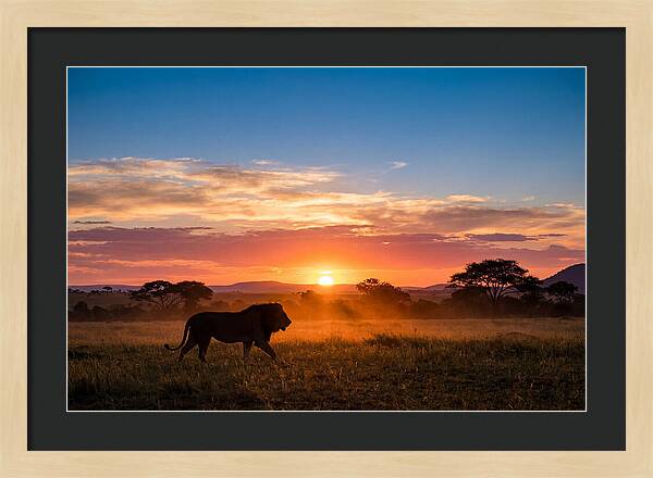 African Lion Walking Into Sunset