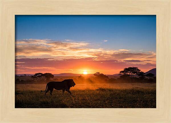 African Lion Walking Into Sunset