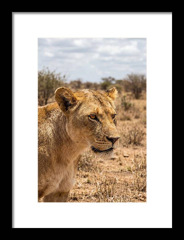 African Lioness In The Wild