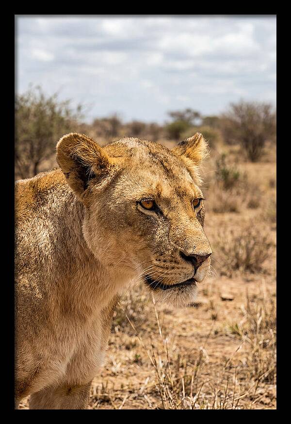 African Lioness In The Wild