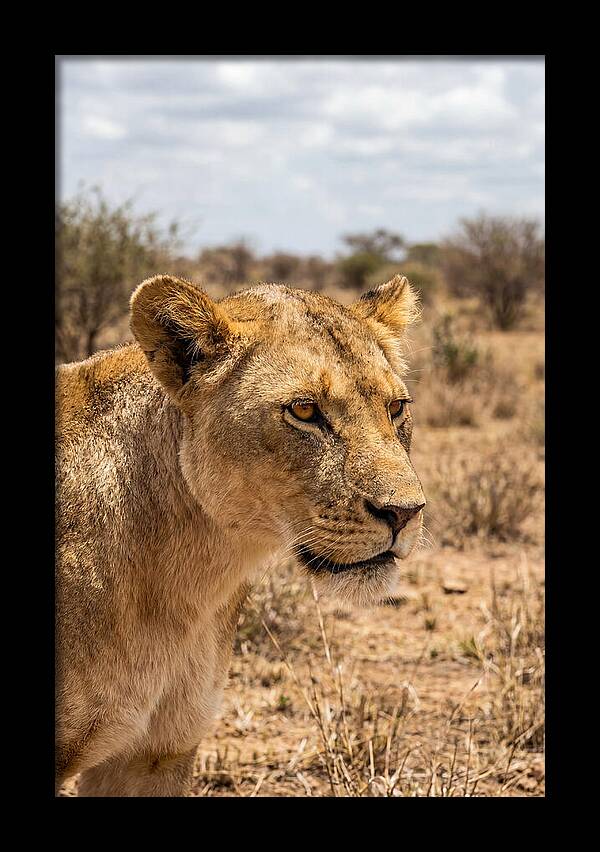 African Lioness In The Wild