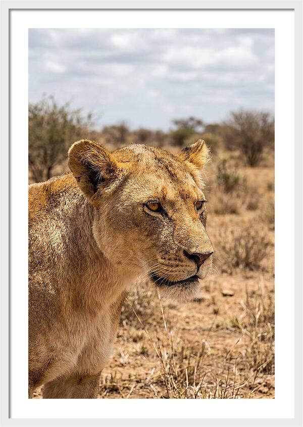 African Lioness In The Wild
