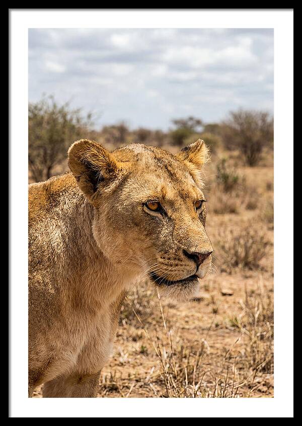 African Lioness In The Wild