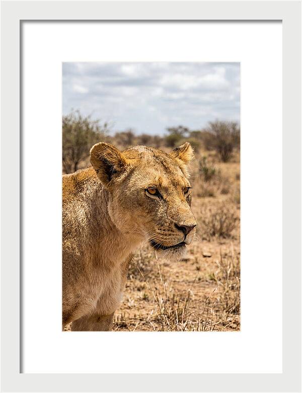 African Lioness In The Wild