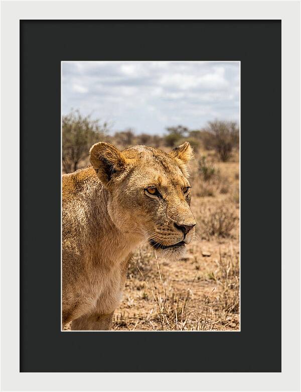 African Lioness In The Wild
