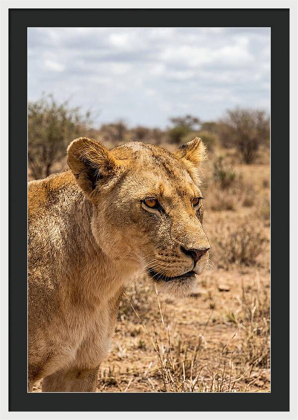 African Lioness In The Wild