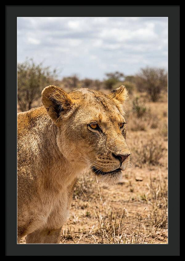 African Lioness In The Wild