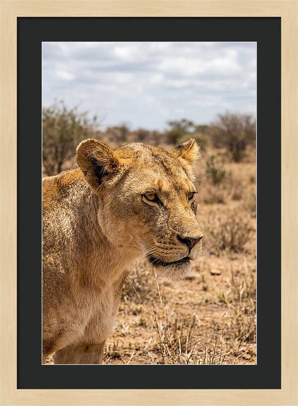 African Lioness In The Wild