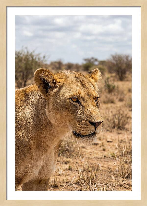 African Lioness In The Wild