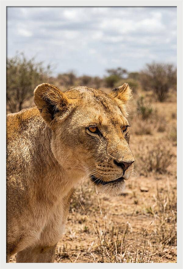 African Lioness In The Wild