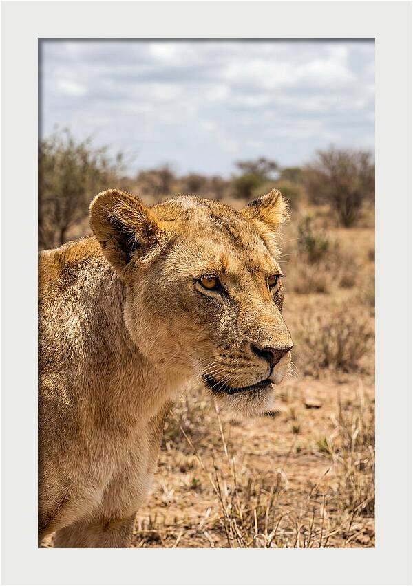 African Lioness In The Wild