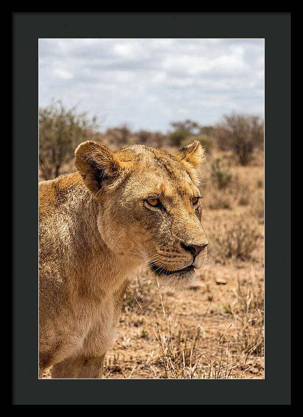 African Lioness In The Wild