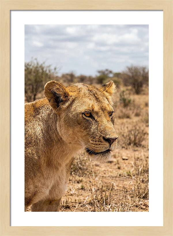 African Lioness In The Wild