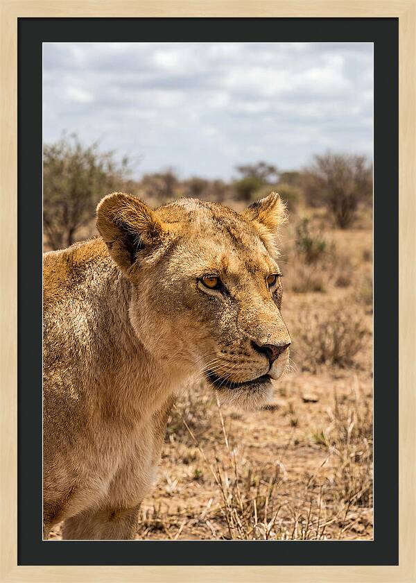 African Lioness In The Wild