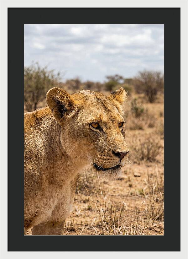 African Lioness In The Wild