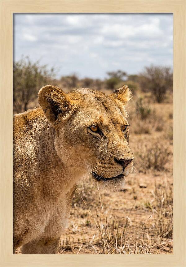 African Lioness In The Wild