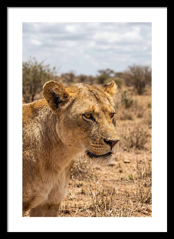 African Lioness In The Wild